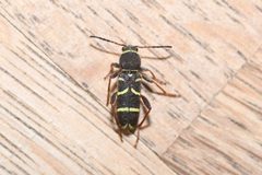 Clytus marginicollis 75769160 by Henrique Pacheco. Used under a CC0 license.