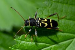 Clytus ruricola 208034108 by Patrick Hanly. Used under a CC BY 4.0 license.