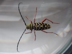 Megacyllene caryae by Peter Nathaniel Boyer. Used under a CC BY 4.0 license.
