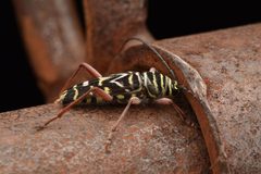 Megacyllene caryae 185893302 by threeagoutdoors. Used under a CC BY 4.0 license.