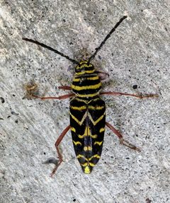 Megacyllene caryae 365126486 by Conway Hawn. Used under a CC BY 4.0 license.