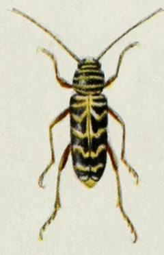 Megacyllene robiniae by Internet Archive Book Images. Used under a No restrictions license.