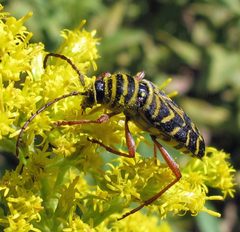 Megacyllene robiniae 1 by Jacy Lucier. Used under a CC BY-SA 4.0 license.