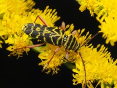 Megacyllene robiniae 157239063 by Zygy. Used under a CC0 license.
