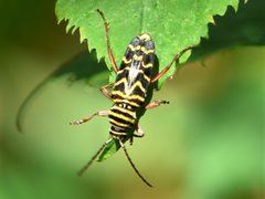 Megacyllene robiniae 235012426 by beewonder. Used under a CC0 license.
