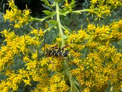 Megacyllene robiniae 326400881 by Eric Baratta. Used under a CC BY 4.0 license.