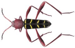 NeoclytusAcuminatus by Smidon33. Used under a CC BY-SA 3.0 license.