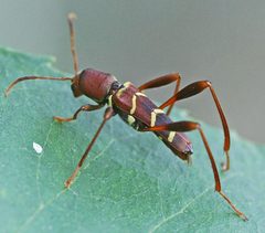 Neoclytus acuminatus by Brem1964. Used under a CC BY-SA 3.0 license.