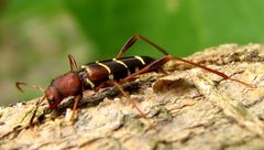 Neoclytus acuminatus 1 by Jacy Lucier. Used under a CC BY-SA 4.0 license.