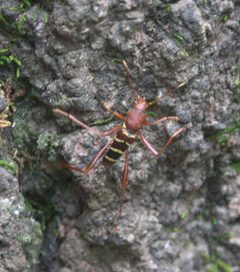 Neoclytus acuminatus DSC01267a by 
xpda. Used under a CC BY-SA 4.0 license.