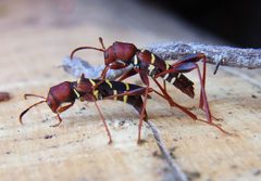 Neoclytus acuminatus pair by Siga. Used under a CC BY-SA 3.0 license.