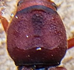 Neoclytus acuminatus pronotum by Siga. Used under a CC BY-SA 3.0 license.