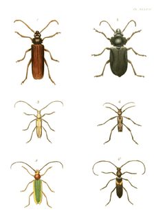 Illustrations of Exotic Entomology I 37 by Plates: Dru Drury (1725–1803). Text: John Obadiah Westwood (1805–1893). Used under a Public domain license.