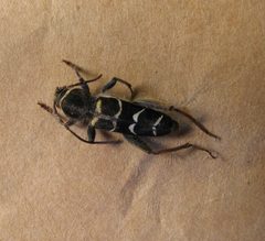 Neoclytus caprea by Beatriz Moisset. Used under a CC BY-SA 4.0 license.