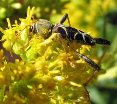 Neoclytus mucronatus by Jacy Lucier. Used under a CC BY-SA 4.0 license.
