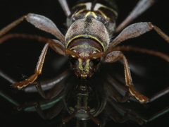 Neoclytus mucronatus P1210925a by 
xpda. Used under a CC BY-SA 4.0 license.