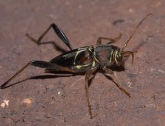 Neoclytus mucronatus P1300269a by 
xpda. Used under a CC BY-SA 4.0 license.