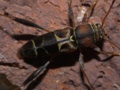 Neoclytus mucronatus P1300825b by 
xpda. Used under a CC BY-SA 4.0 license.