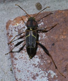 Neoclytus mucronatus P1460099a by 
xpda. Used under a CC BY-SA 4.0 license.
