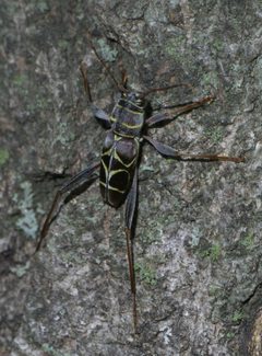 Neoclytus scutellaris P1540250a by 
xpda. Used under a CC BY-SA 4.0 license.