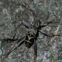 Neoclytus scutellaris P1540251a by 
xpda. Used under a CC BY-SA 4.0 license.