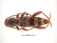 Xylotrechus colonus by Ken Walker, Museum Victoria. Used under a CC BY 3.0 au license.
