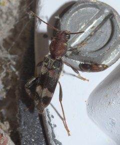Xylotrechus colonus P1210062a by 
xpda. Used under a CC BY-SA 4.0 license.