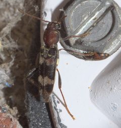 Xylotrechus colonus P1210063a by 
xpda. Used under a CC BY-SA 4.0 license.