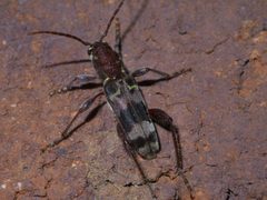 Xylotrechus colonus P1450269a by 
xpda. Used under a CC BY-SA 4.0 license.
