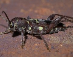Xylotrechus colonus P1450306a by 
xpda. Used under a CC BY-SA 4.0 license.