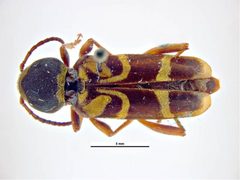 Xylotrechus insignis by Ken Walker, Museum Victoria. Used under a CC BY 3.0 au license.