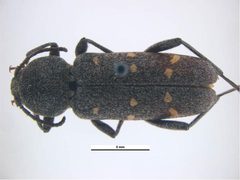 Xylotrechus mormonus by Ken Walker, Museum Victoria. Used under a CC BY 3.0 au license.