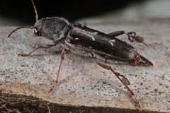 Flickr - ggallice - Longhorn beetle by Geoff Gallice from Gainesville, FL, USA. Used under a CC BY 2.0 license.