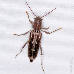 Xylotrechus sagittatus 208387222 by Lior Carlson. Used under a CC BY-SA 4.0 license.