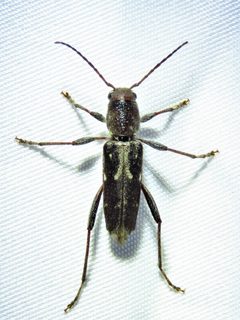 Xylotrechus sagittatus 305690934 by Annika Lindqvist. Used under a CC BY 4.0 license.