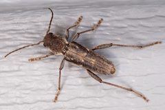 Xylotrechus sagittatus 311728422 by Mirko Schoenitz. Used under a CC0 license.