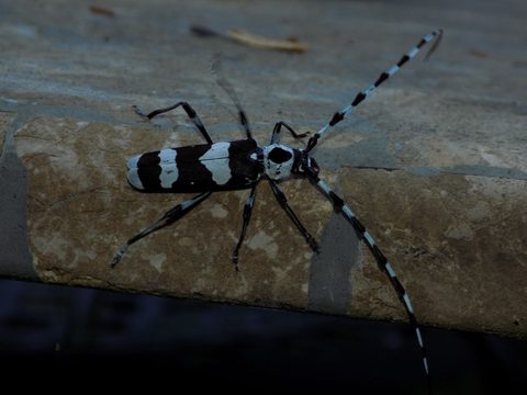 Rosalia Insect Rosalia funebris (Banded Alder Borer): Identification, Facts, and Taxonomy
