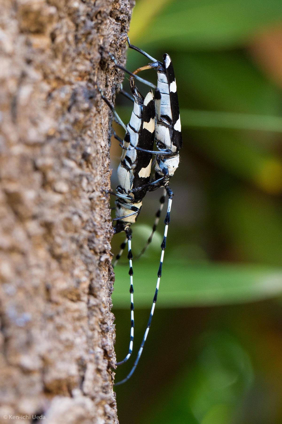 Rosalia Insect Rosalia funebris (Banded Alder Borer): Identification, Facts, and Taxonomy