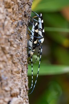 Rosalia funebris 8559128 by Ken-ichi Ueda. Used under a CC BY 4.0 license.