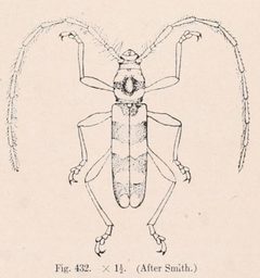 Dryobius sexnotatus Blatchley 1910 by W. S. Blatchley. Used under a Public domain license.