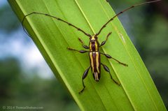 Cerambycid - Belize by Thomas Shahan. Used under a CC BY 2.0 license.