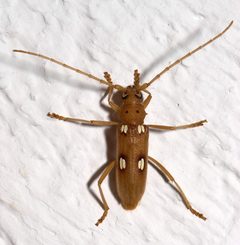 Eburia quadrigeminata by Mike Boone. Used under a CC BY-SA 2.5 license.