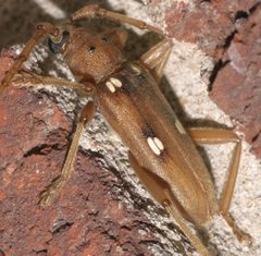 Eburia quadrigeminata PG950235a by Xpda. Used under a CC BY-SA 4.0 license.
