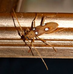 Ivory-marked Borer - 07.17.21 - sized by WanderingMogwai. Used under a CC BY-SA 4.0 license.