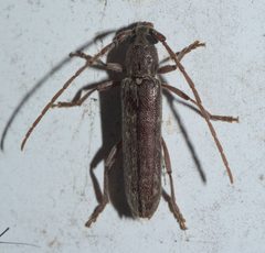 Anelaphus parallelus P1190225a by 
xpda. Used under a CC BY-SA 4.0 license.