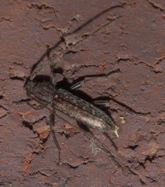 Anelaphus pumilus P1170940a by 
xpda. Used under a CC BY-SA 4.0 license.