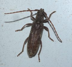 Anelaphus pumilus P1220113a by 
xpda. Used under a CC BY-SA 4.0 license.