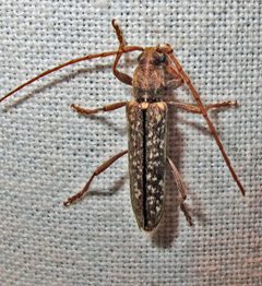 Anelaphus villosus by Jacy Lucier. Used under a CC BY-SA 4.0 license.