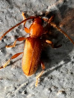 Curtomerus flavus - inat 346959338 by {{{name}}}. Used under a CC BY 4.0 license.