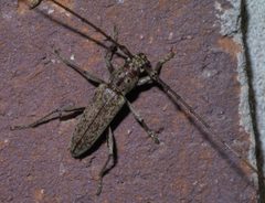 Elaphidion mucronatum P1440174a by 
xpda. Used under a CC BY-SA 4.0 license.